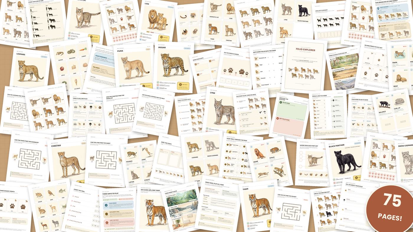 All 75 pages of Wild Cat Explorers laid out on a table